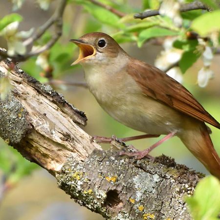Fewo Im Naturschutzgebiet Hiddenhausen Luaran gambar