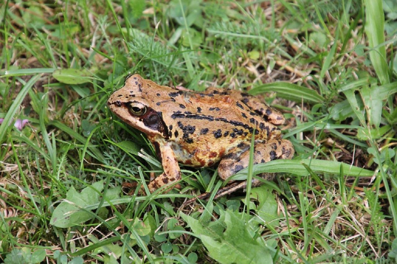 Fewo Im Naturschutzgebiet Hiddenhausen Luaran gambar