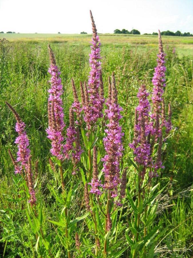 Fewo Im Naturschutzgebiet Hiddenhausen Luaran gambar