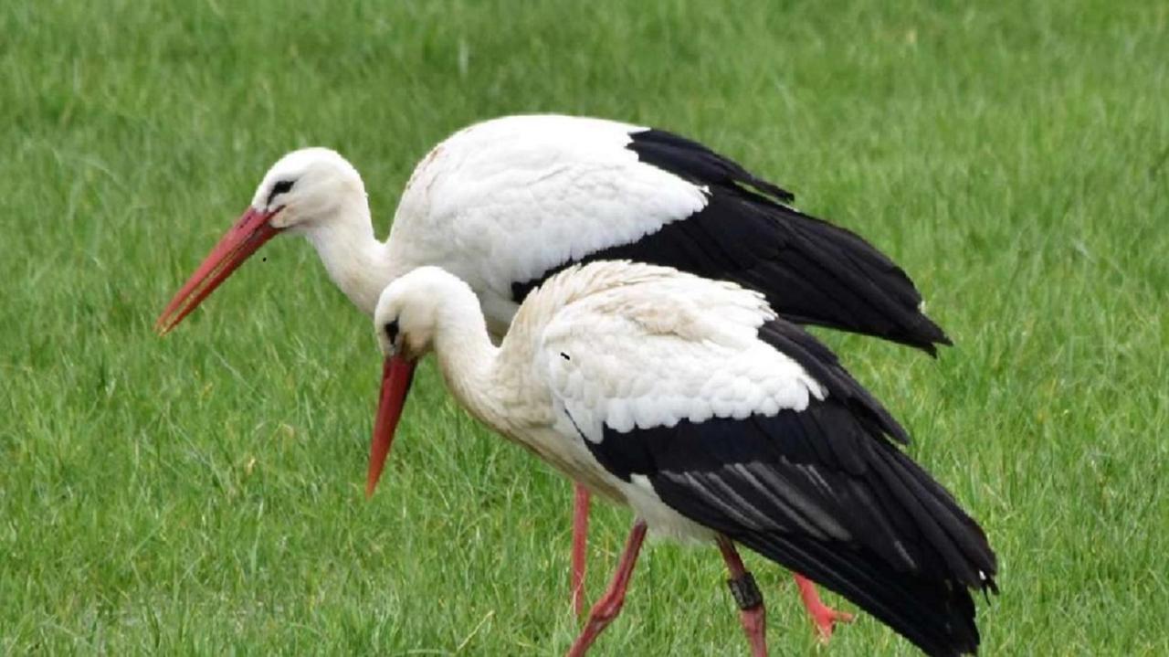 Fewo Im Naturschutzgebiet Hiddenhausen Luaran gambar