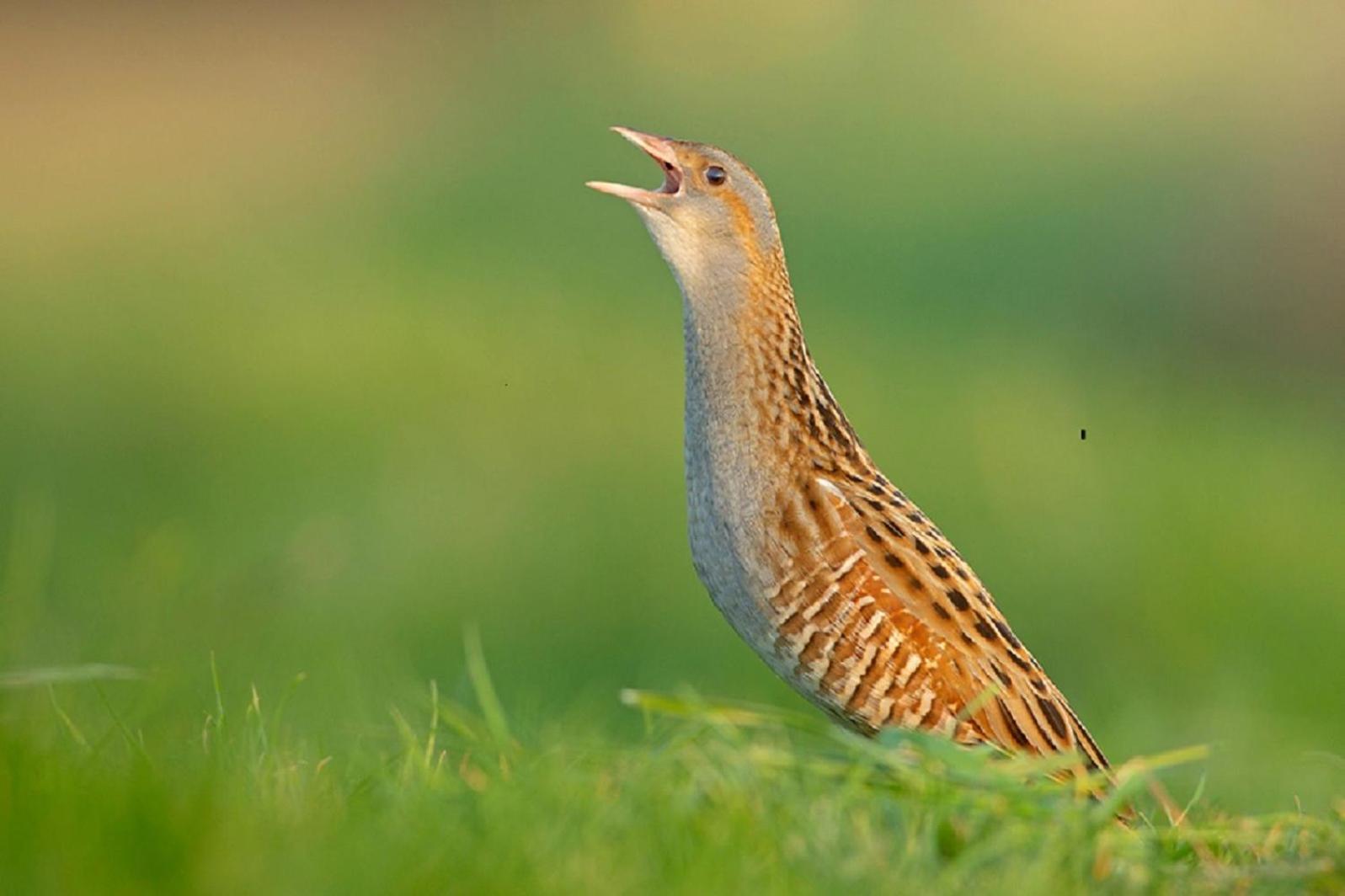 Fewo Im Naturschutzgebiet Hiddenhausen Luaran gambar
